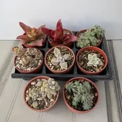 多肉植物　寄せ植え　抜き苗　カット苗　★子宝草　姫秀麗　セダム　エケベリア