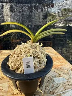富貴蘭　風蘭　宝錦　【更新】（あたり3個）のサムネイル