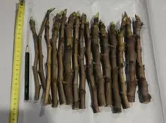 トップハムそんちょー様 リクエスト 2点 まとめ商品