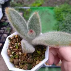 多肉植物（ロウルサンコさん）くまにゃん カット苗④ - メルカリ