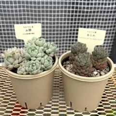 ぼのぼのさん苗 2点セット 札付き - メルカリ
