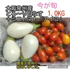 大阪泉州産　とろ～り白なす　ミニトマト　アイコ　農薬不使用　1kgのサムネイル