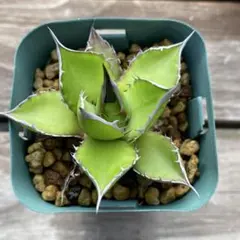 あ*る様 アガベホリダのサムネイル
