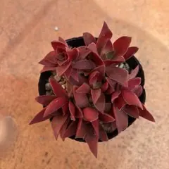 紅葉祭り 抜き苗 - メルカリ