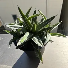 2025年最新】笹の雪の人気アイテム - メルカリ