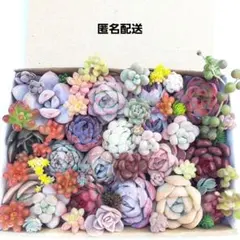 多肉植物 カット苗 詰め合わせ 【46】