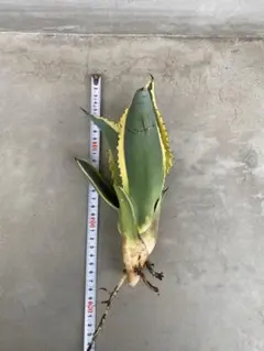 アガベ　リップルエフェクトのサムネイル