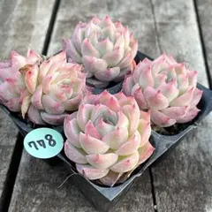 NEW❗️778多肉植物　エケベリア　ピンククリスタル　抜き苗　4苗セット❣️