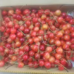 ぶりぶりざえもん様専用