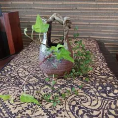 持ち手付き花瓶⭐刻印入り⭐裏面底欠け有り⭐素敵な味わい⭐和の空間