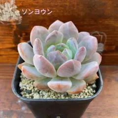 多肉植物　ソンヨウン