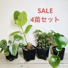 2026年最新】多肉 セットの人気アイテム - メルカリ
