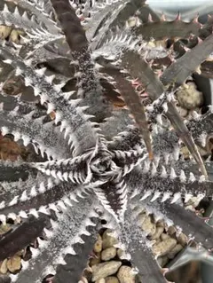 Dyckia 'Smilodon' ディッキア スミロドン - メルカリ