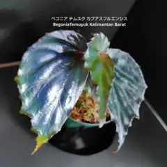 2026年最新】BEGONIA kapuashuluensisの人気アイテム - メルカリ