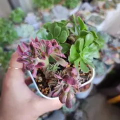 2025年最新】アエオニウム綴化の人気アイテム - メルカリ