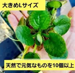 ゆう様 リクエスト 2点 まとめ商品