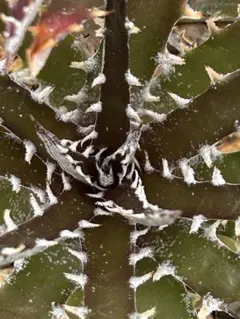 2026年最新】Dyckia ディッキアの人気アイテム - メルカリ