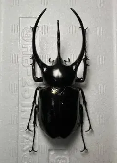 大型極太マレーコーカサスオオカブト117㎜　wf1 昆虫標本 大型極太マレーコーカサスオオカブト117㎜ wf1 昆虫標本 - メルカリ