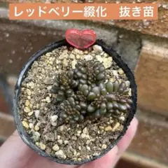 多肉植物♡セダム♡レッドベリー綴化♡抜き苗