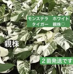 2026年最新】斑入りモンステラ ホワイトタイガーの人気アイテム - メルカリ