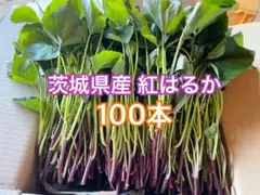 2026年最新】さつまいも 苗 5本の人気アイテム - メルカリ