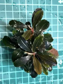 ブセファランドラ ティアブルー Theia Blue 活着済み 水中葉のサムネイル