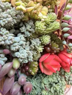 数量限定！！多肉植物セダム詰め合わせ➕おまけのレッドベリー