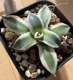 ジンたろ様 リクエスト 2点 まとめ商品