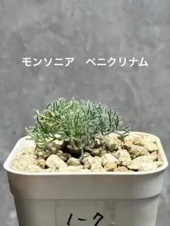 モンソニアペニクリナム　実生株　1-7 サルコカウロン　ペニクリナ　冬型 塊根
