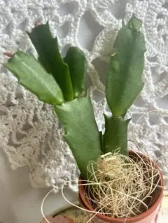 2026年最新】シャコバサボテン苗の人気アイテム - メルカリ