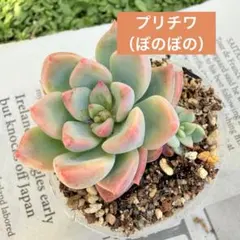ざわわ×ラウイ♡おらいさん苗♡青札なし - メルカリ