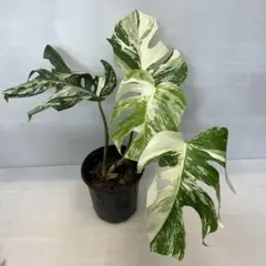 M259モンステラ・エレクトロライト 斑入りMonstera TC株 品種保証