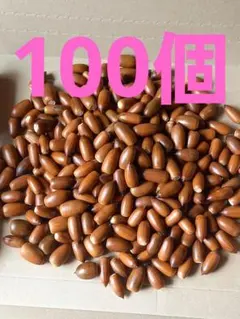 どんぐり　マテバシイ　100個
