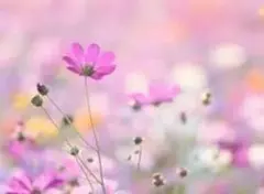 混合秋桜の強化種３０粒＋粗品プレゼント＋全国匿名送料無料です＼(^o^)／