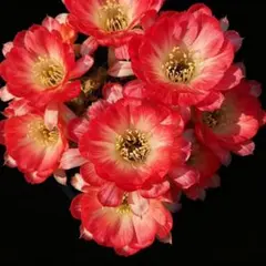 紅梅 超人気 花サボテン メディオロビビア カキコ - メルカリ