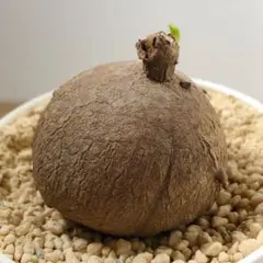 스테파니아 에렉타