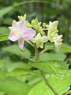 ヤマアジサイ 伊予獅子てまり メルカリ便 抜き苗 - メルカリ