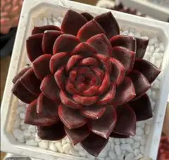 ブラッディローズ　大苗　エケベリア　多肉植物