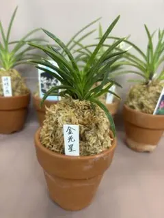 富貴蘭　風蘭 ⭐︎古典植物 ⭐︎現品 ⭐︎品種 （金光星）　そのまま発送のサムネイル