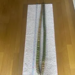 布袋竹ーー2.