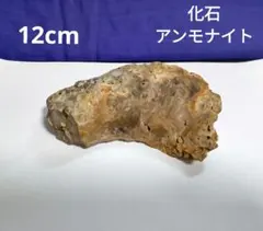 2026年最新】北海道アンモナイト 化石の人気アイテム - メルカリ