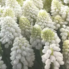 ハイビ様 リクエスト 2点 まとめ商品