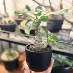 2026年最新】ウィンゾリー 実生の人気アイテム - メルカリ