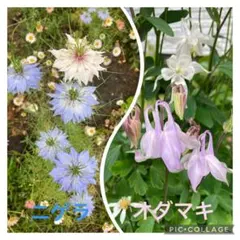 【採りたて❣️】ニゲラ　オダマキ　種　各100粒のサムネイル