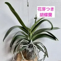 nina様 リクエスト 2点 まとめ商品