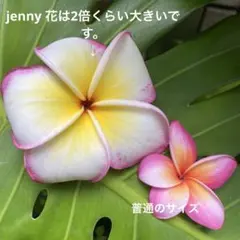 プルメリア　二点 2026年最新】プルメリア 苗の人気アイテム - メルカリ