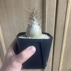 パキポディウム レアリー 実生 マセタの鉢ごと発送 パキポディウム実生
