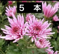 食用菊 ピンク 苗　おまけ付き！のサムネイル