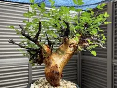 数珠状凸凹肌】コミフォラ エイルのようなセンナ メリディオナリス