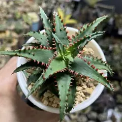 アロエ×ガステリア　十兵衛×カスティロニアエ　黒肌　異種配合　激レア個体　札付き アロエ×ガステリア十兵衛×カスティロニアエ黒肌異種配合激レア個体札付き